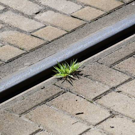 Szegedi villamospálya sikere